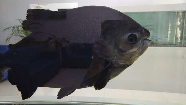 Гостиница Атлантида Анапа-30