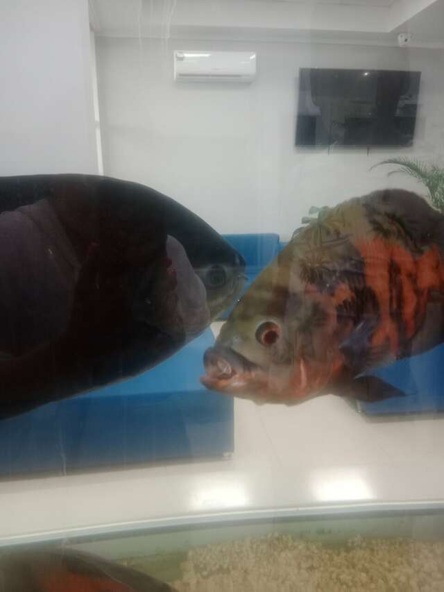 Гостиница Атлантида Анапа-123