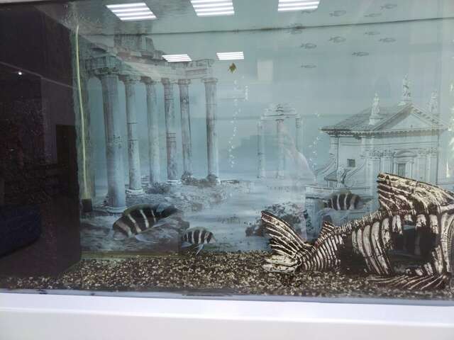 Гостиница Атлантида Анапа-6